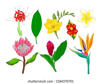tropical flowers set. illustration of tropical flowers bright from the jungle strelitzia, magnolia, hawaiian ginger, freesia, plumeria, isolated vector element for design template