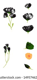 Tropical flowers set. Vector design isolated elements on the white background.
