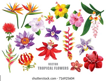 Tropical flowers set. Vector design isolated elements on the white background. - Shutterstock ID 716925604