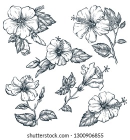 Tropical flowers set, vector sketch illustration. Hand drawn tropic nature and floral design elements. Hibiscus isolated on white background.