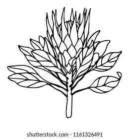 Tropical flowers sketch style vector illustration isolated on white background. Colorful realistic hand drawing of exotic, tropical flowers