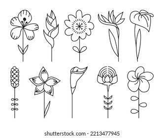 Tropical flowers vector illustration set