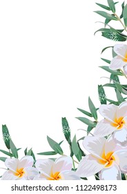 tropical flowers. White background