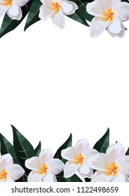 tropical flowers. White background