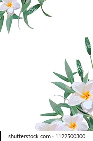 tropical flowers. White background