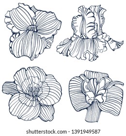 tropical flowers,set, hand drawing , isolated on white background vector
