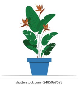 Tropical foliage composition. Vector illustration of leaves of monstera, strelitzia plant. Tropical leaves. Bird of paradise flower. Strelitzia reginae. Blooming flower of the plant strelitzia. 2577