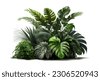 tropical plant isolated