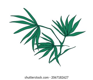 Tropical foliage plant with leaf. Jungle palm leaves. Botanical drawing of rainforest Hawaii branches. Contoured hand-drawn vector illustration isolated on white background