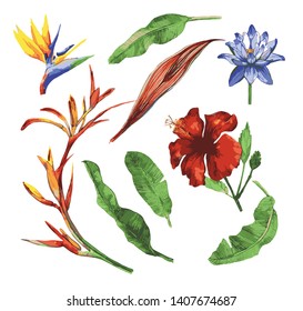 Tropical foliage set with exotic flowers. Watercolor Hibiscus, water lily, lotus, banana leaves