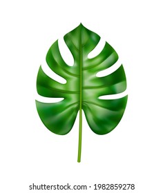 Tropical foliage and vegetation in exotic style, isolated straight leaf of monstera with holes. Leafage ornaments and decorations, jungle and rainforest, houseplant realistic 3d cartoon vector