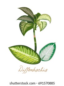 Tropical forest herbs and plants with leaves, flowers. Beautiful tropical exotic diffenbachia with leaves. Vector illustration isolated on white background.