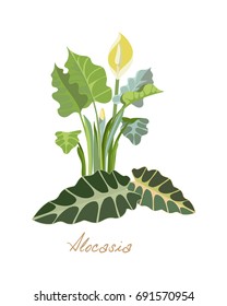Tropical forest herbs and plants with leaves, flowers, fruits. Beautiful alocasia with leaves and fruits. Vector illustration isolated on white background.