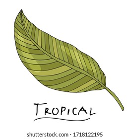A tropical or forest leaf with many shades of green, oval acute or ovoid type with cuts. Sketch inscription topical. Isolated on a white background.
