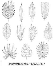 Tropical or forest leaves set in black and white sketch style on white background, oval, palmate, paired, pinnate, ovoid type