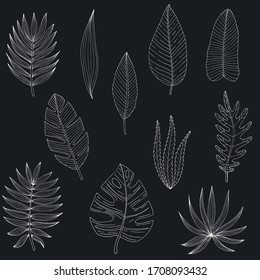 Tropical or forest leaves set in black and white sketch style on black background, oval, palmate, paired, pinnate, ovoid type