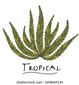 A tropical or forest palmate leaf with many shades of green, ovoid type with cuts. Sketch inscription topical. Isolated on a white background.