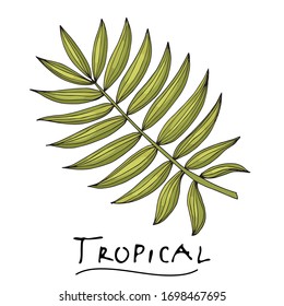 A tropical or forest pinnate leaf with many shades of green, ovoid type with cuts. Sketch inscription topical. Isolated on a white background.