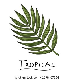 A tropical or forest pinnate leaf with many shades of green, ovoid type with cuts. Sketch inscription topical. Isolated on a white background.