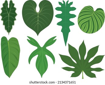 Tropical forest plants giant leaves collection vector illustration