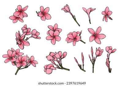 Tropical frangipani flowers elements collection in hand drawn style