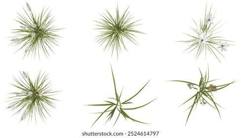 tropical Fresh green grass isolated used for architecture from the top view