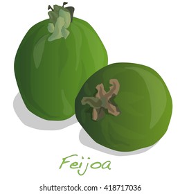 Tropical fruit feijoa (Acca sellowiana) vector isolated on white background