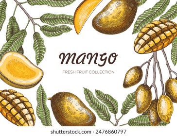 Tropical fruit frame design. Mixed media summer background. Mango fruit sketch, hand-drawn vector illustration. Juice packaging. NOT AI generated