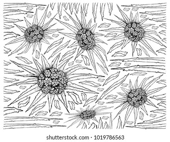 Tropical Fruit, Illustration Baackground of Hand Drawn Sketch of Screw Pine, Pandanus Tectorius or Pandanus Odoratissimus Fruits.
