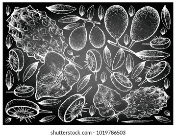 Tropical Fruit, Illustration Background of Hand Drawn Sketch of Fresh Ambarella and Horned Melon or Kiwano Fruits on Black Chalkboard.