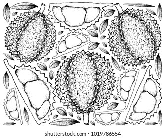 Tropical Fruit, Illustration Background of Hand Drawn Sketch of Durian or Durio Zibethinus Fruits. One of The Most Popular Fruits in The World.