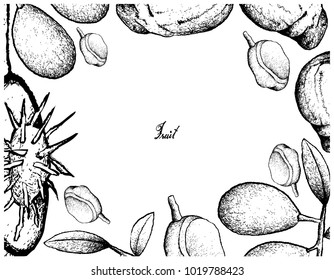 Tropical Fruit, Illustration Frame of Hand Drawn Sketch of Fresh Ambarella and Red Mombin Fruits Isolated on White Background.