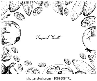 Tropical Fruit, Illustration Frame of Hand Drawn Sketch Baga de Macaco or Posoqueria Latifolia and Banana de Macaco or Porcelia Macrocarpa Fruits Isolated on White Background.