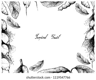 Tropical Fruit, Illustration Frame of Hand Drawn Sketch Dasymaschalon Lomentaceum and Barringtonia Edulis Fruits Isolated on White Background.
