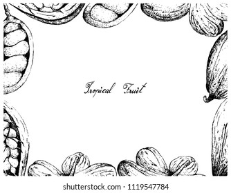 Tropical Fruit, Illustration Frame of Hand Drawn Sketch Theobroma Cacao or Cocoa and Cola Millenii Fruits Isolated on White Background.