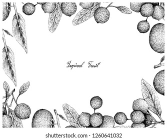 Tropical Fruit, Illustration Frame of Hand Drawn Sketch Ripe and Sweet Gold Apple or Diospyros Decandra and Hanza or Boscia Senegalensis Fruits Isolated on White Background.