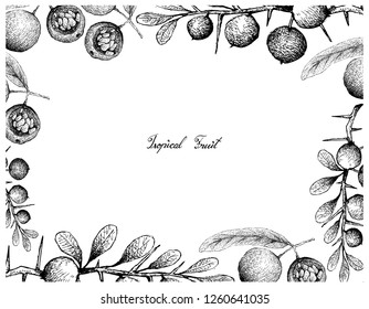 Tropical Fruit, Illustration Frame of Hand Drawn Sketch Hydnocarpus Anthelminthicus and Kei Apple or Dovyalis Caffra Fruits Isolated on White Background.