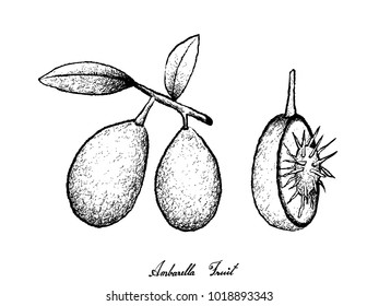 Tropical Fruit, Illustration of Hand Drawn Sketch of Fresh Ambarella or Spondias dulcis Fruits Isolated on White Background.