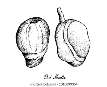 Tropical Fruit, Illustration of Hand Drawn Sketch of Fresh Red Mombin or Spondias Surpurea Fruits Isolated on White Background.