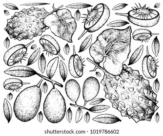 Tropical Fruit, Illustration of Hand Drawn Sketch of Fresh Ambarella and Horned Melon or Kiwano Fruits Isolated on White Background.
