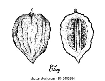 Tropical Fruit, Illustration Hand Drawn Sketch of Etrog Fruit Isolated on White Background, Essential Nutrient for Life with Vitamin C.