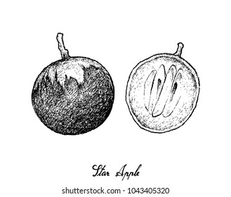 Tropical Fruit, Illustration Hand Drawn Sketch of Star Apple or Chrysophyllum Cainito Fruits Isolated on White Background. 
