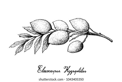 Tropical Fruit, Illustration of Hand Drawn Sketch of Fresh Elaeocarpus Hygrophilus Fruits Isolated on White Background.