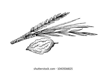 Tropical Fruit, Illustration Hand Drawn Sketch of The Four Species or Lulav, Hadass, Aravah and Etrog Fruit Isolated on White Background, Symbols of The Jewish Festival of Sukkot.