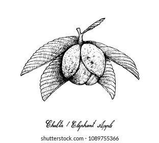 Tropical Fruit, Illustration of Hand Drawn Sketch Chalta, Elephant Apple or Dillenia Indica Fruits Isolated on White Background. 
