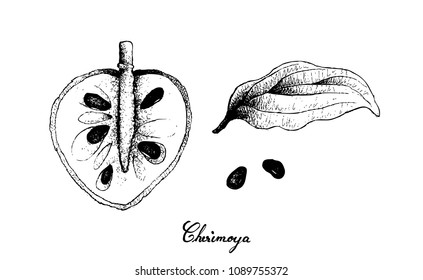 Tropical Fruit, Illustration Hand Drawn Sketch of Cherimoya, Annona Cherimola Fruit Isolated on White Background. A Rich Source of Vitamin C with Essential Nutrient for Life.
