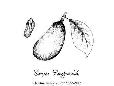 Tropical Fruit, Illustration of Hand Drawn Sketch Couepia Longipendula Fruit Hanging on Tree Bunch Isolated on White Background.