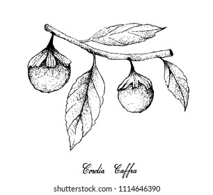 Tropical Fruit, Illustration of Hand Drawn Sketch Cordia Caffra, Septee, Sun Tree Fruits Hanging on Tree Branch Isolated on White Background.
