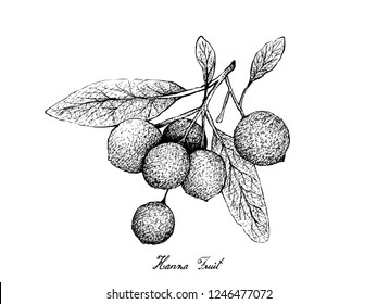 Tropical Fruit, Illustration of Hand Drawn Sketch Ripe and Sweet Hanza or Boscia Senegalensis Fruits Isolated on White Background.