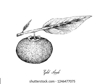 Tropical Fruit, Illustration of Hand Drawn Sketch Ripe and Sweet Gold Apple or Diospyros Decandra Fruits Isolated on White Background.